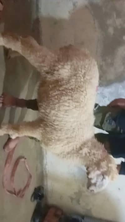 Mundra chatra jori for sale