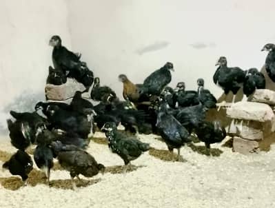 Australorp chicks