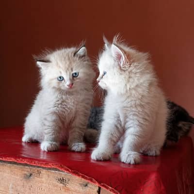 Persian kittens for sale// white Persian kitten for sale