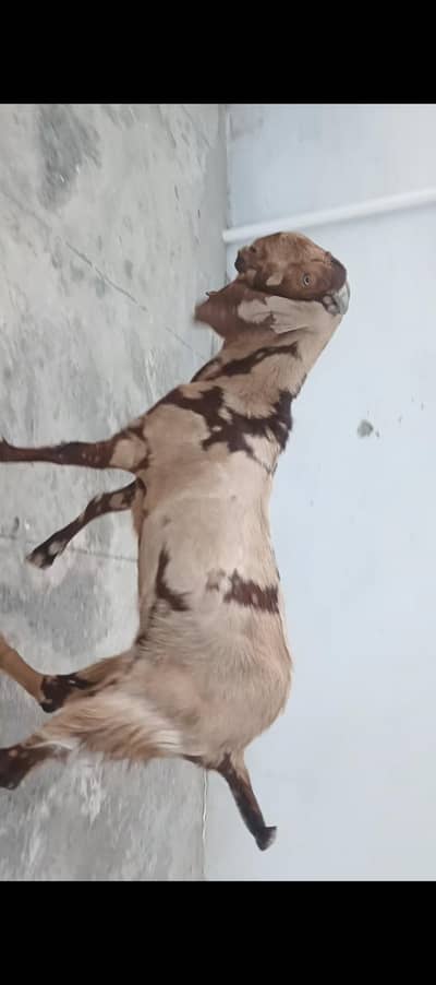bhalval beetal female for sale 03105042178
