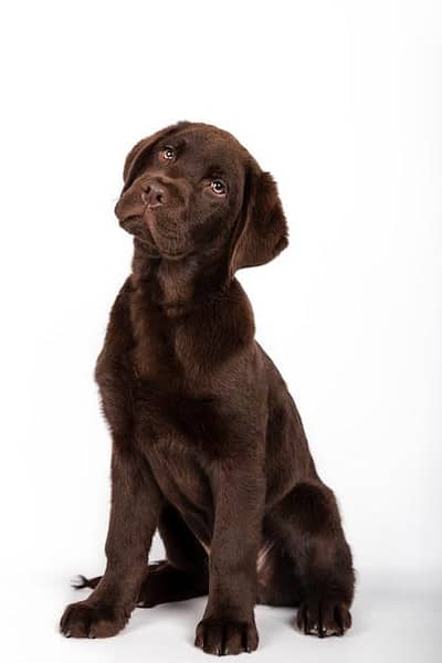 Labrador chocolate male puppy for sale