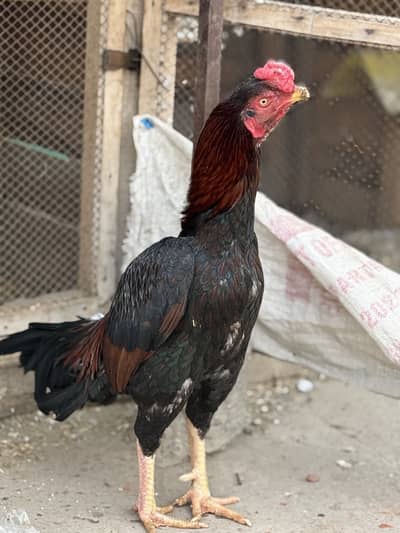 Lakha topla murga for sale