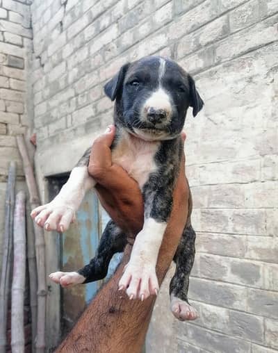 gultair male puppy (weleti)