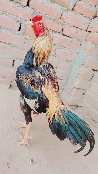 asil murga