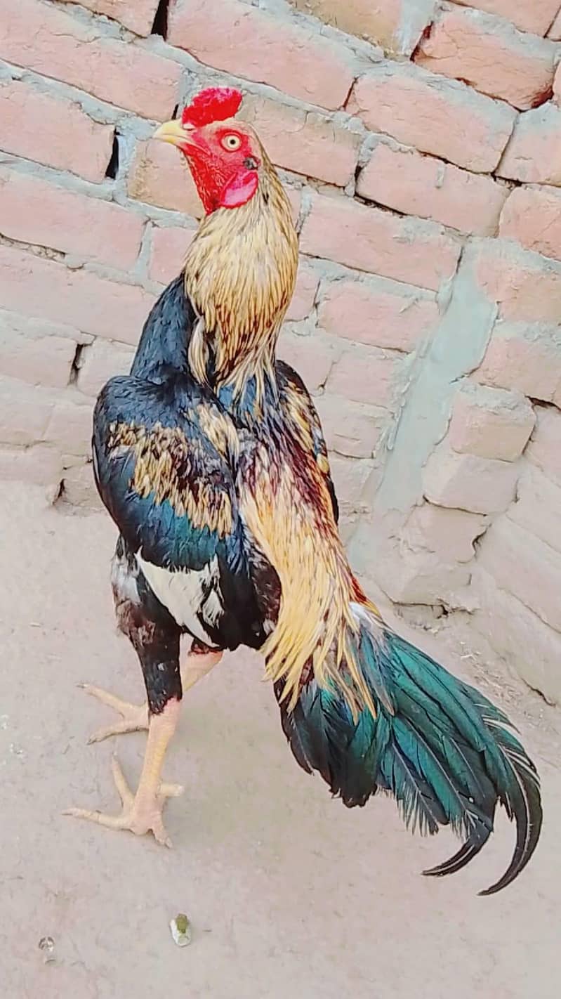 asil murga 0