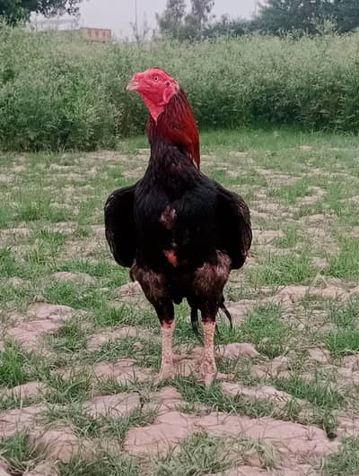 Aseel sinde laka cross bred