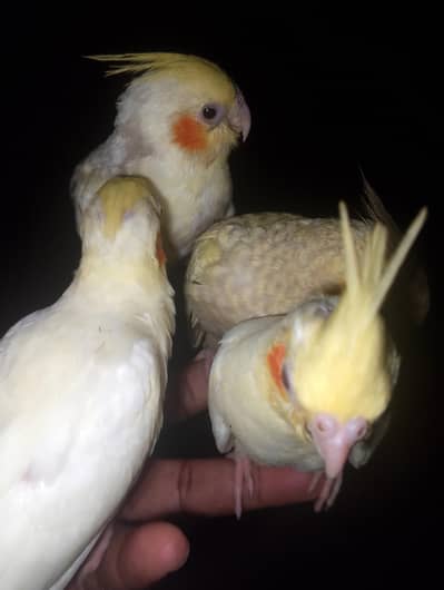 Cocktails hand temed babies