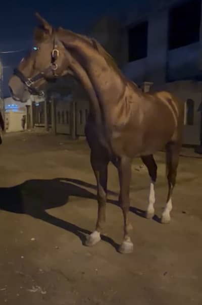 English stallion