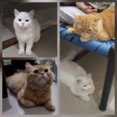 Persian cats