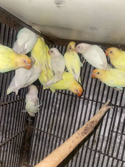 Creamino albino love birds and sunconure