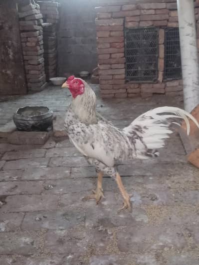 aseel