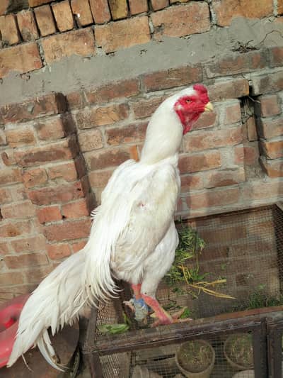 MASHALLAH SHAMO PER FOR SALE