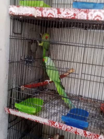 Green parrot pair