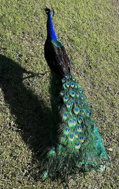 black shoulder male