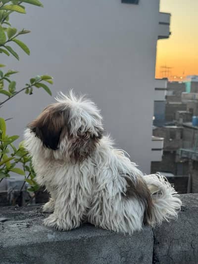 shitzu male puppy