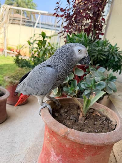 African grey