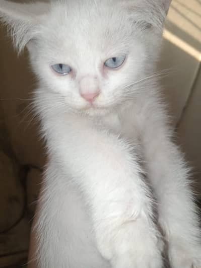 white kitten for sale blue eyes