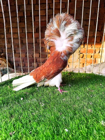 Fancy pigeons kbootar Naqab posh Jacobin