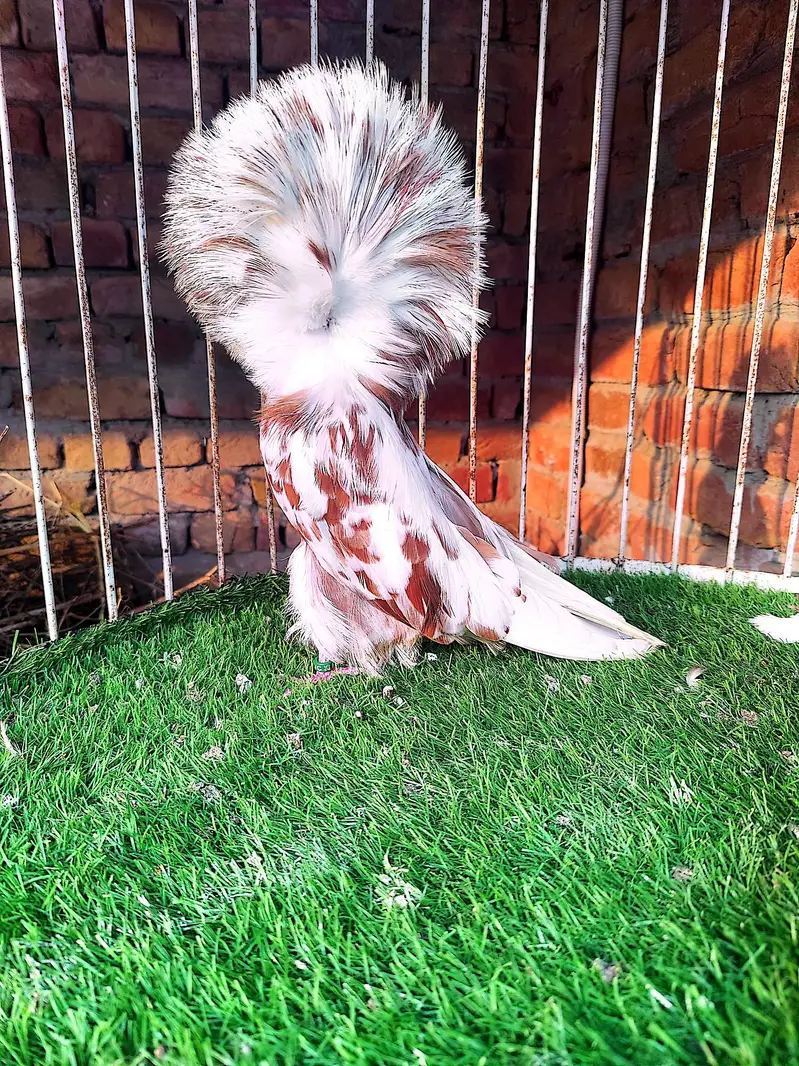 Fancy pigeons kbootar Naqab posh Jacobin — photo 2