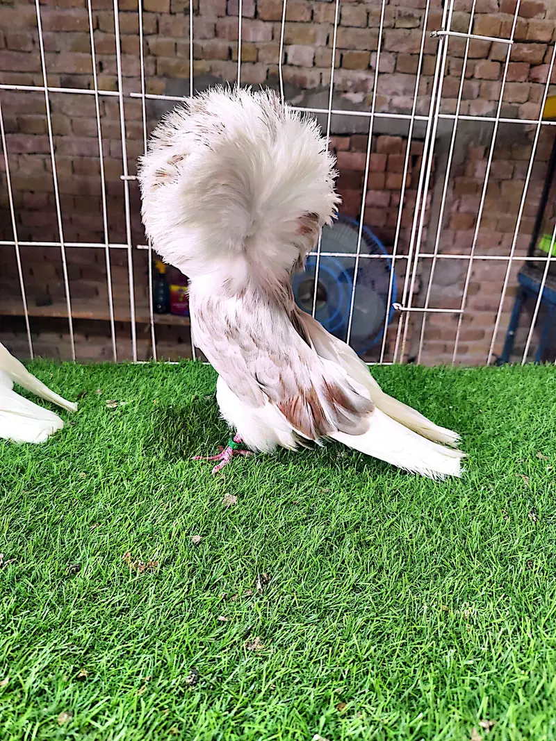 Fancy pigeons kbootar Naqab posh Jacobin — photo 3