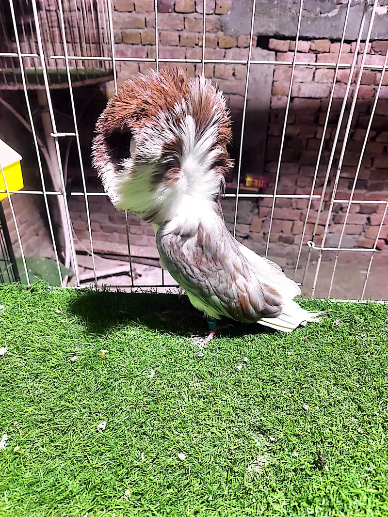 Fancy pigeons kbootar Naqab posh Jacobin — photo 4