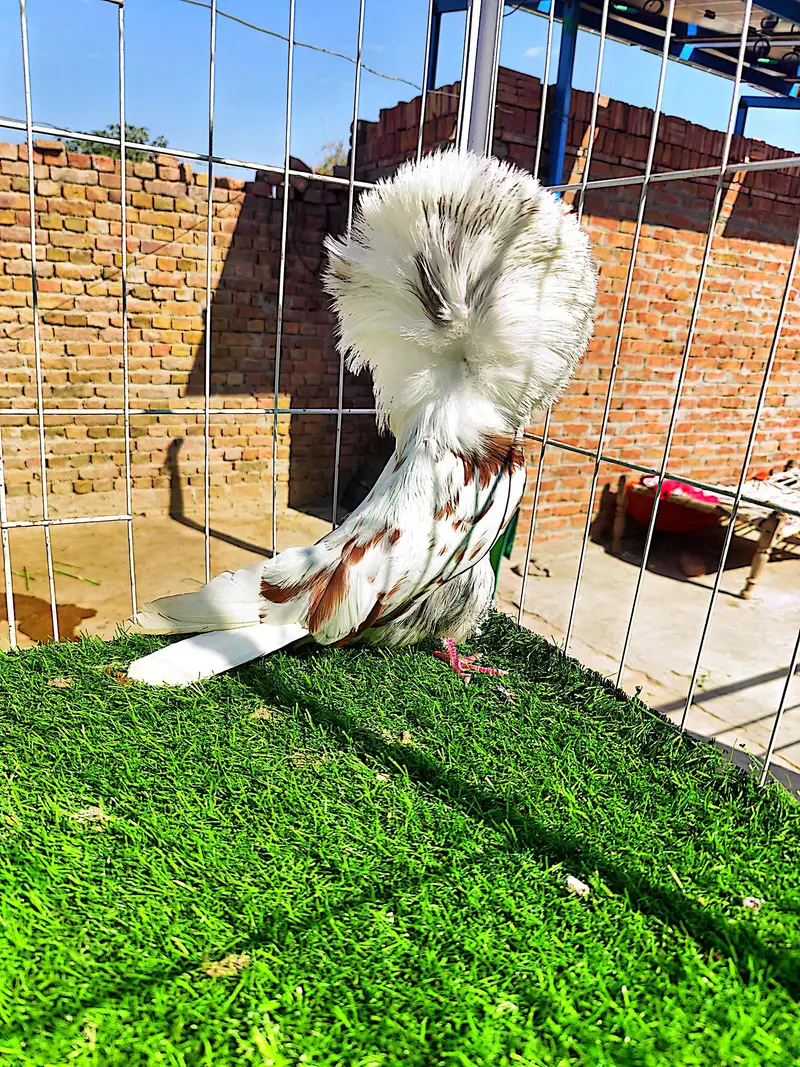 Fancy pigeons kbootar Naqab posh Jacobin — photo 5