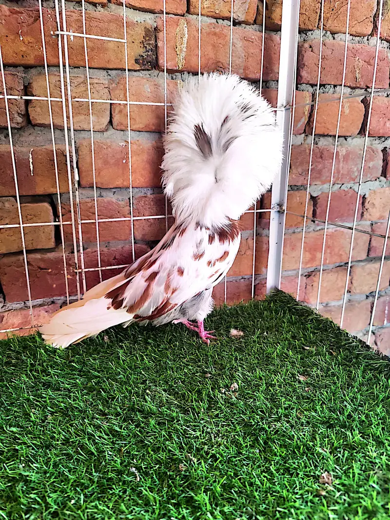 Fancy pigeons kbootar Naqab posh Jacobin — photo 7