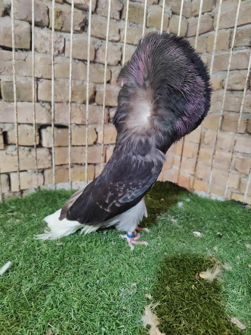 Fancy pigeons kbootar Naqab posh Jacobin — photo 8