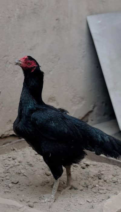 Pakistani Aseel Super local