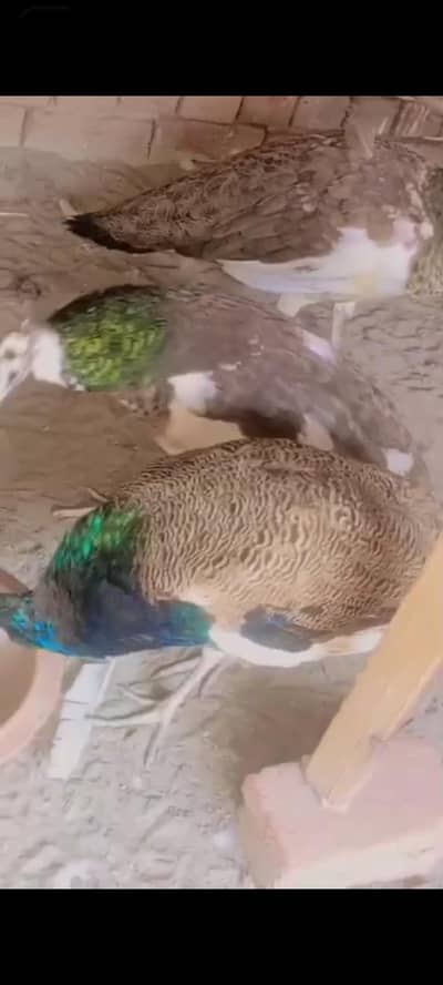 Peacocks different size chicks  and adult available