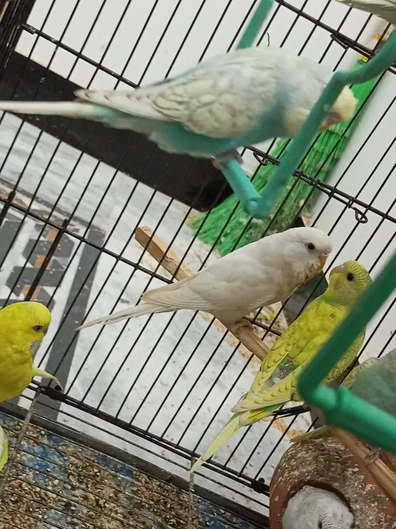 king size exhibition and Australian parrot — photo 5