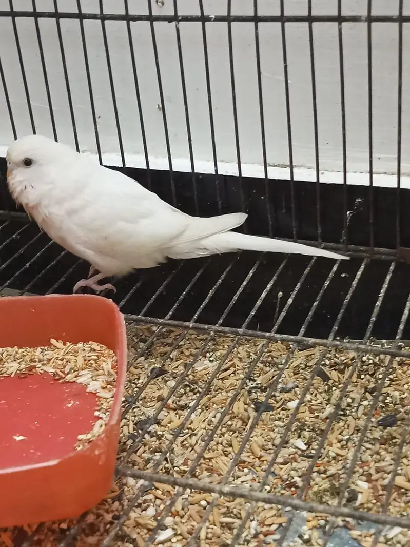 king size exhibition and Australian parrot — photo 6