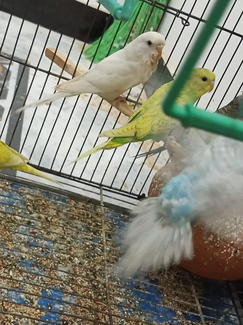king size exhibition and Australian parrot — photo 7