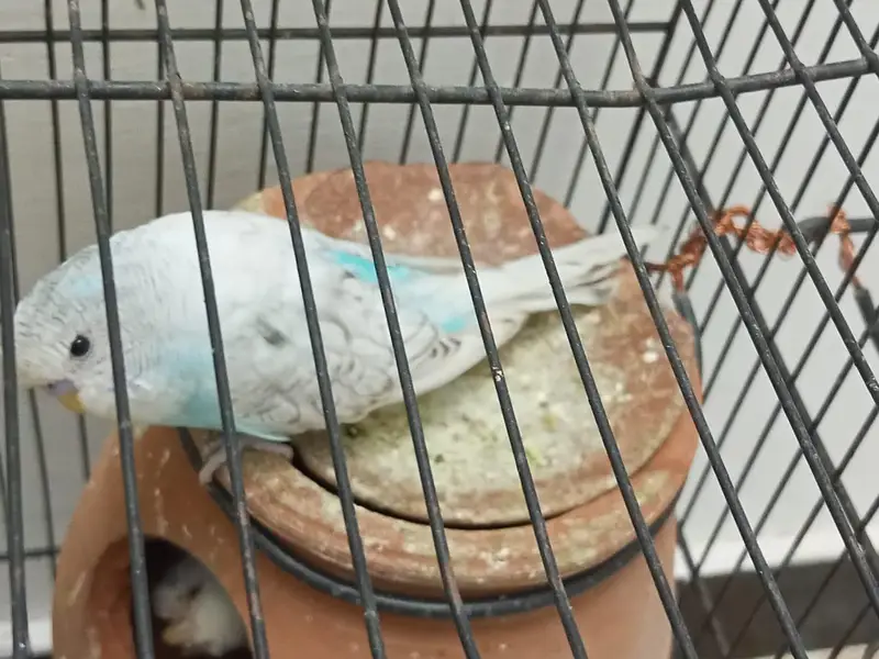 king size exhibition and Australian parrot — photo 8