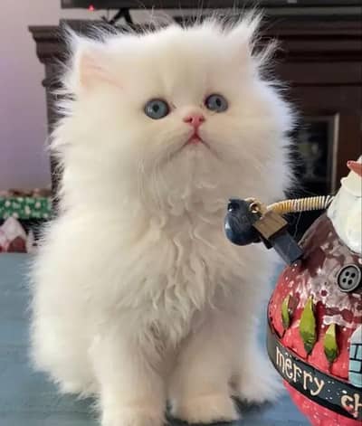 (Persian female kitten) (for sale all) (Pakistan delivery available)