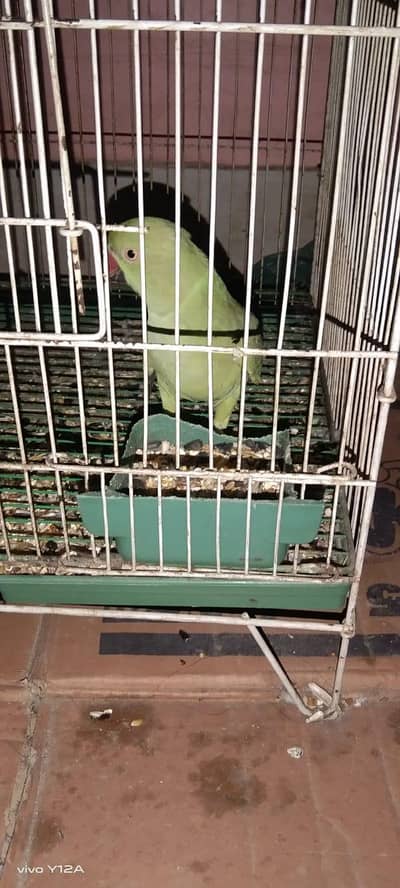 ringneck  for sale