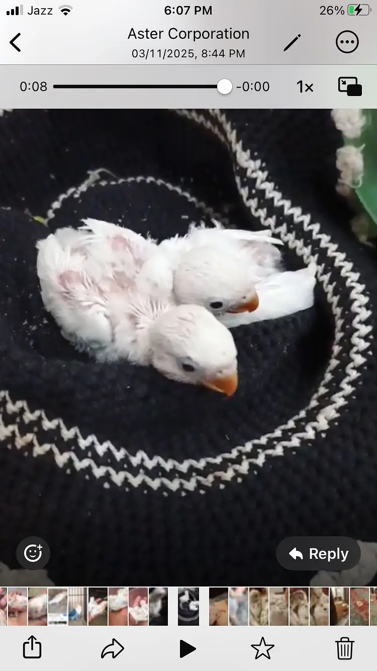 Love bird babies — photo 2