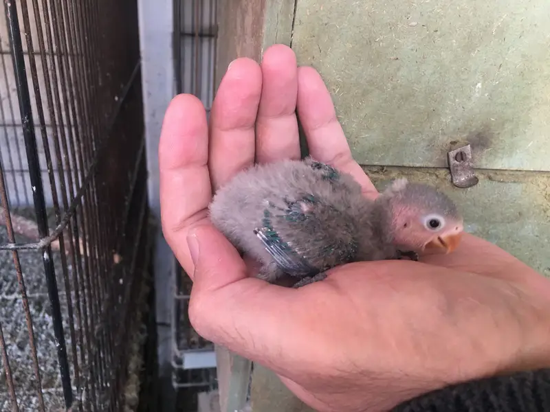 Love bird babies — photo 3