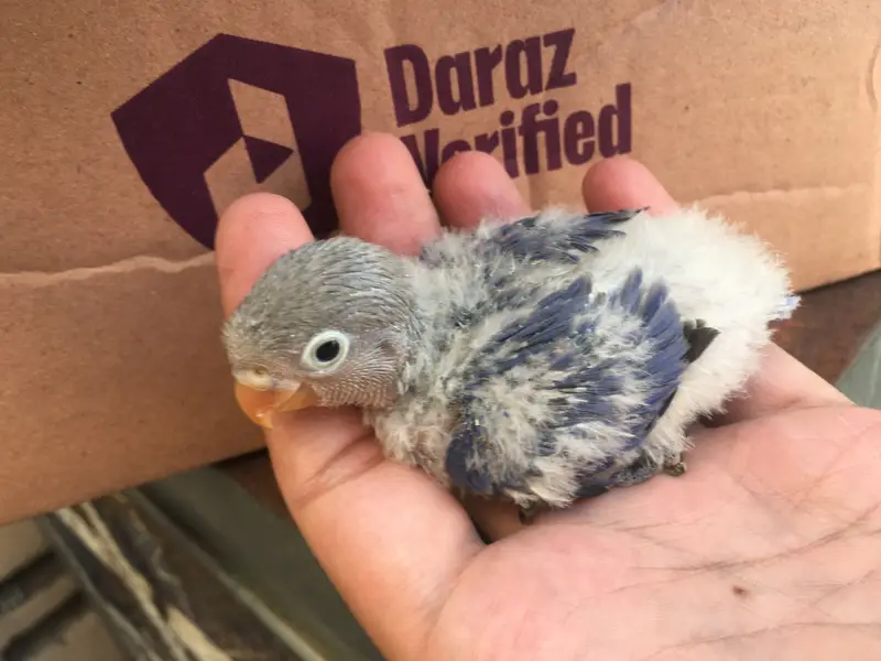 Love bird babies — photo 4