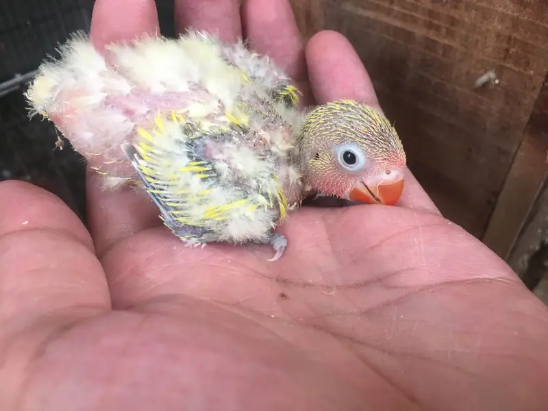 Love bird babies — photo 5