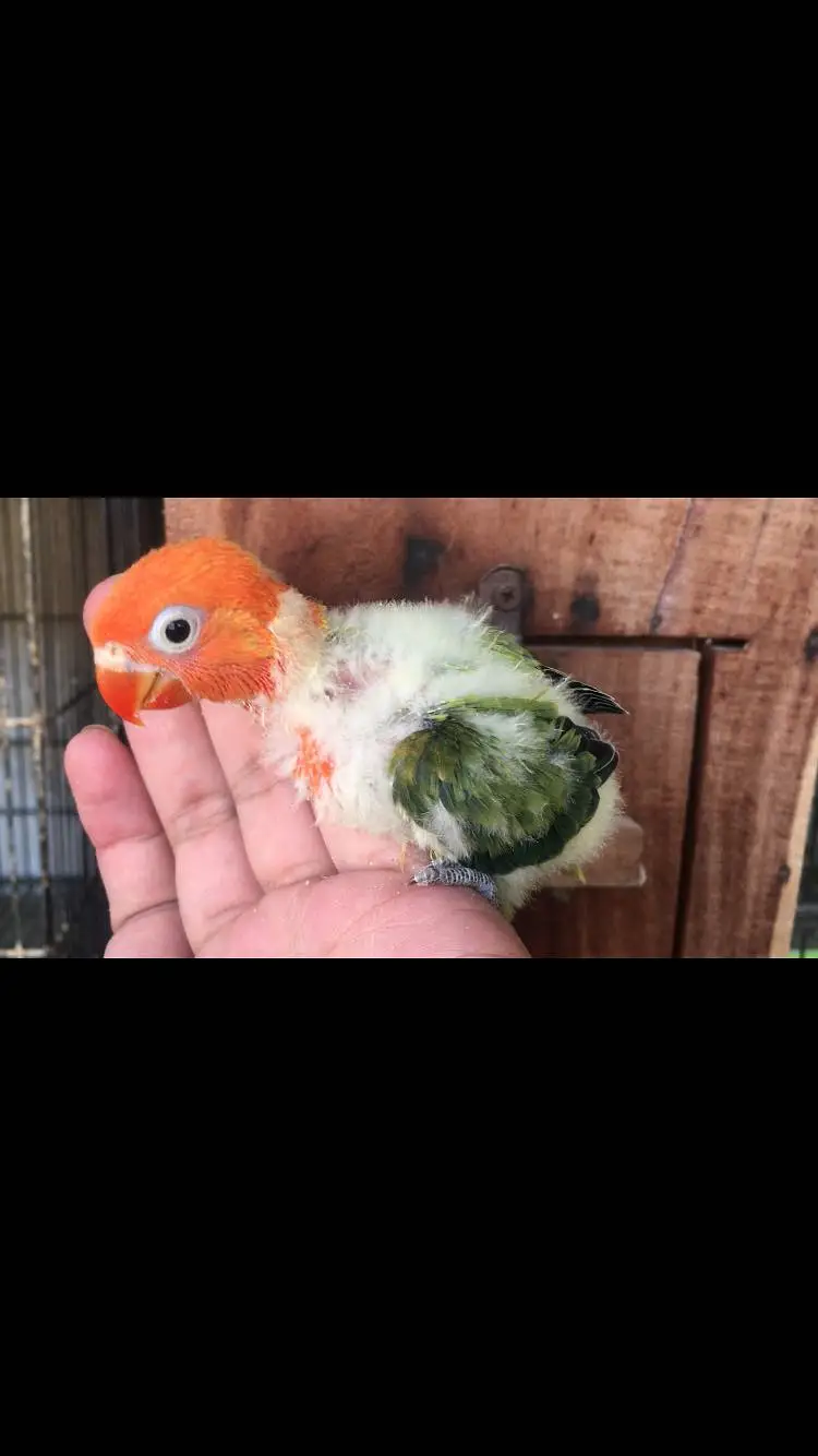 Love bird babies — photo 6