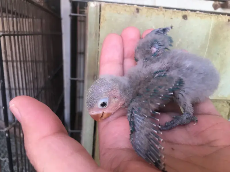 Love bird babies — photo 7