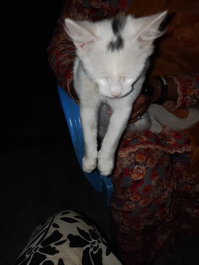 Cat For sell