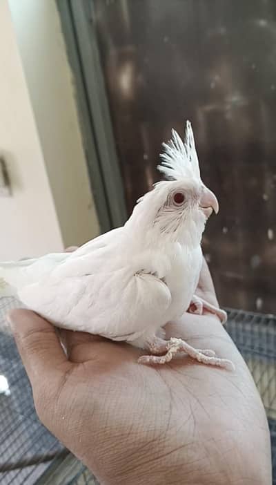 cocktail Chicks