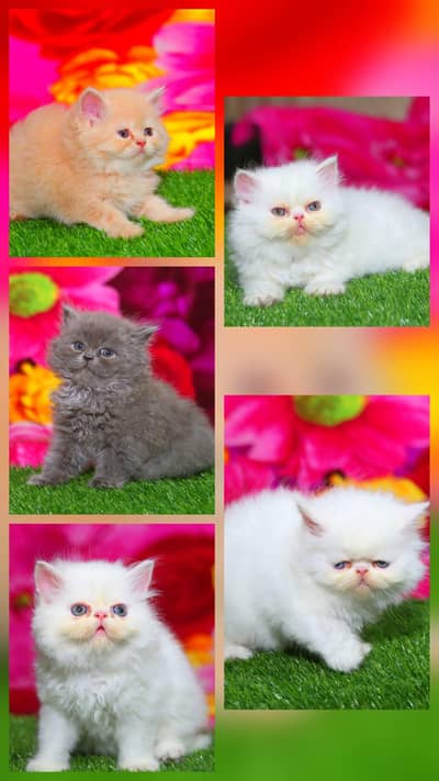 Persian Kittens | triple Coat | Piki Face | Punch Face | Fluffy | Cat
