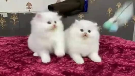 (Persian female kitten)  Peair(sale all) (Pakistan delivery available)