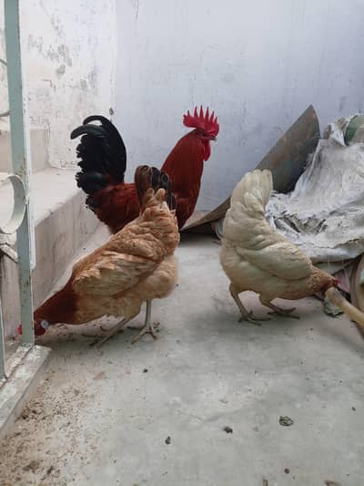 Desi 1 roster 2 hen eggs lying