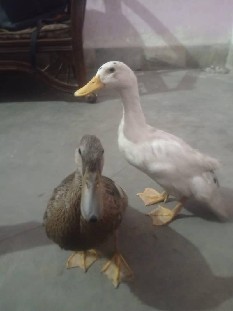 two active ducks home bread 0