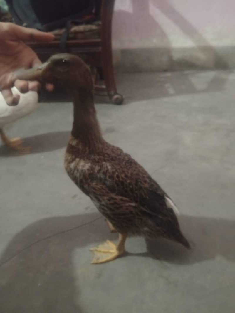 two active ducks home bread 1