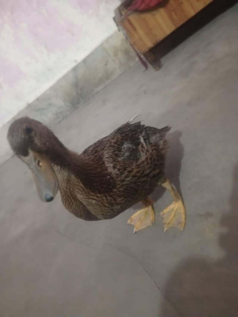 two active ducks home bread 2